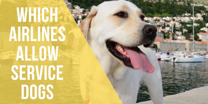 which airlines allow service dogs