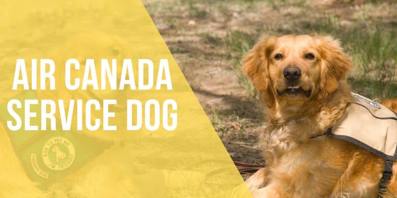 air canada service dog