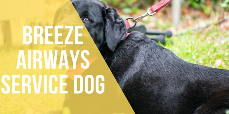 breeze airways service dog