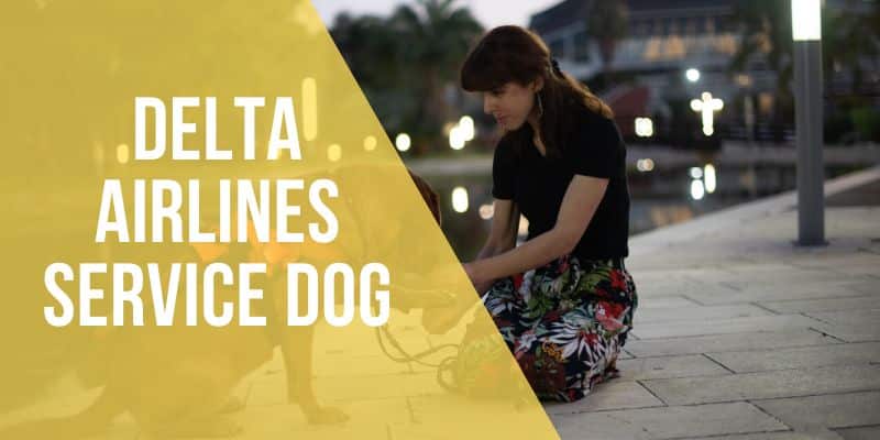 delta service dog
