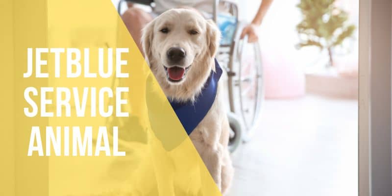 jetblue service animal