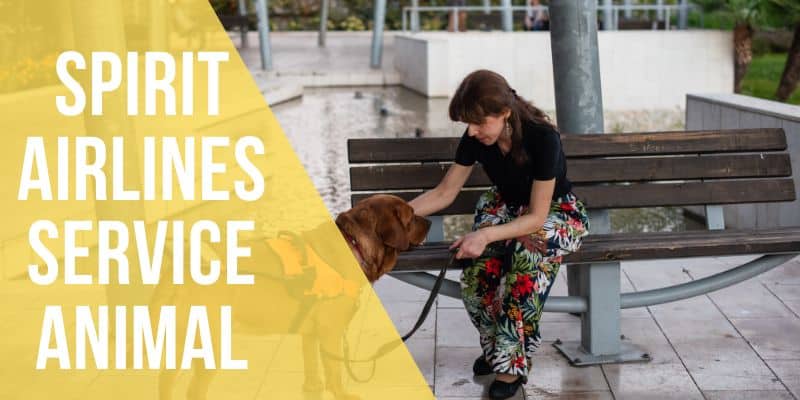 spirit airlines service dog