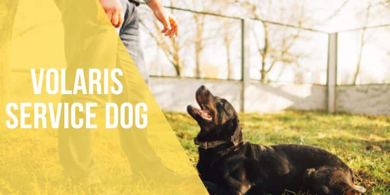 Volaris service Dog