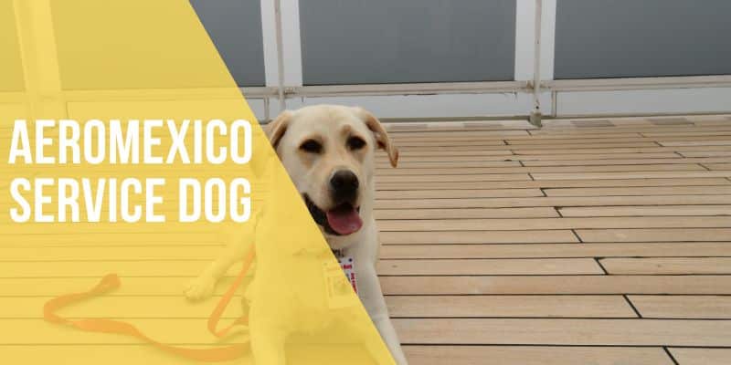 aeromexico service dog