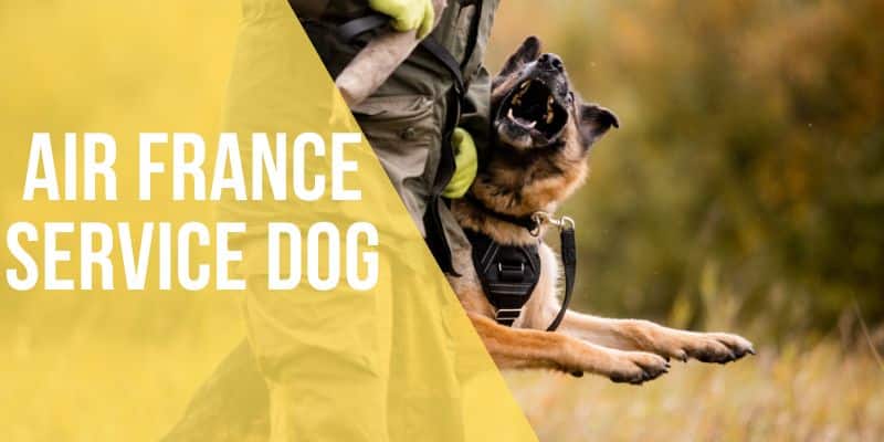air france service dog