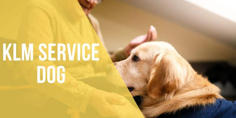 klm service dog