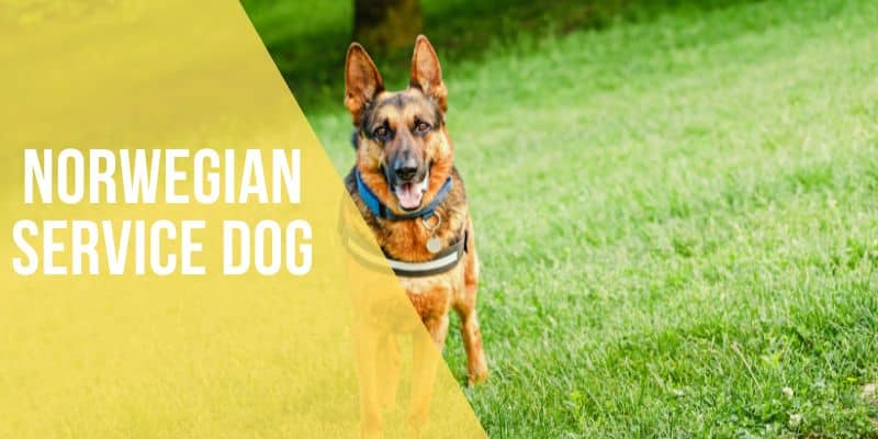 norwegian service dog