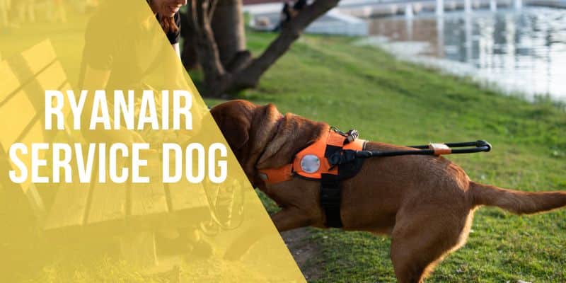 ryanair service dog