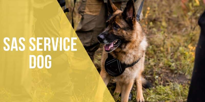 sas service dog