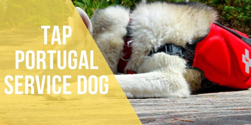 tap portugal service dog