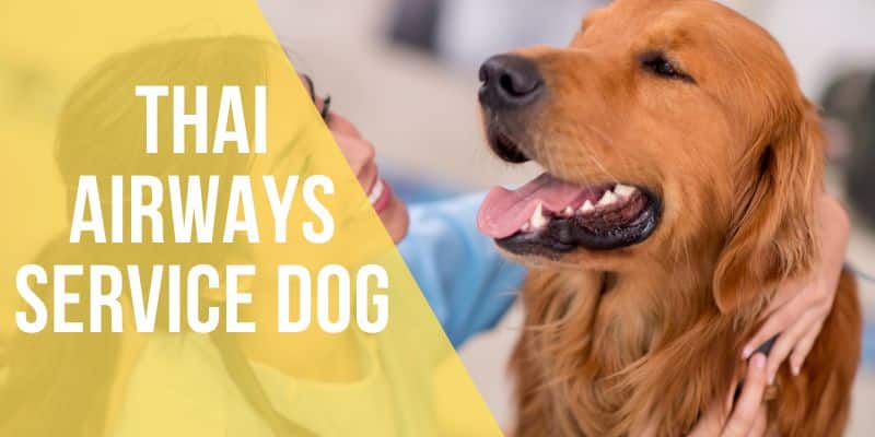 thai airways service dog