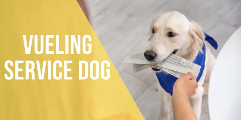 vueling service dog