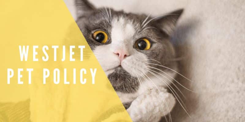 WestJet pet policy