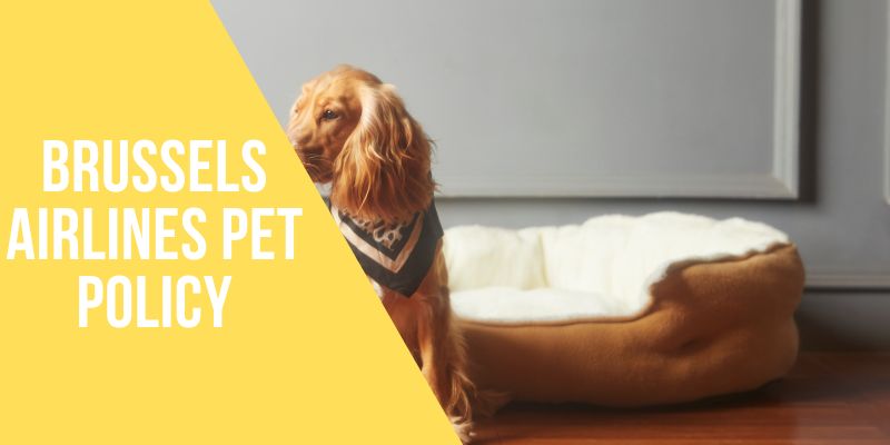 Brussels Airlines Pet Policy