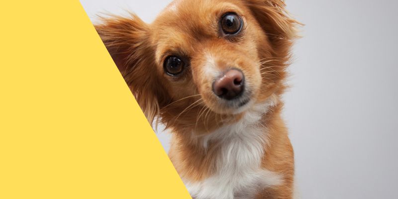 el al airlines pet policy