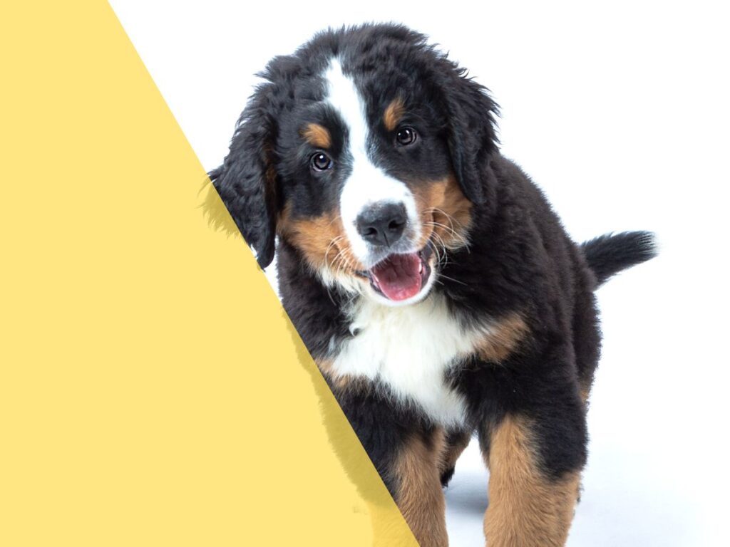cape air pet policy
