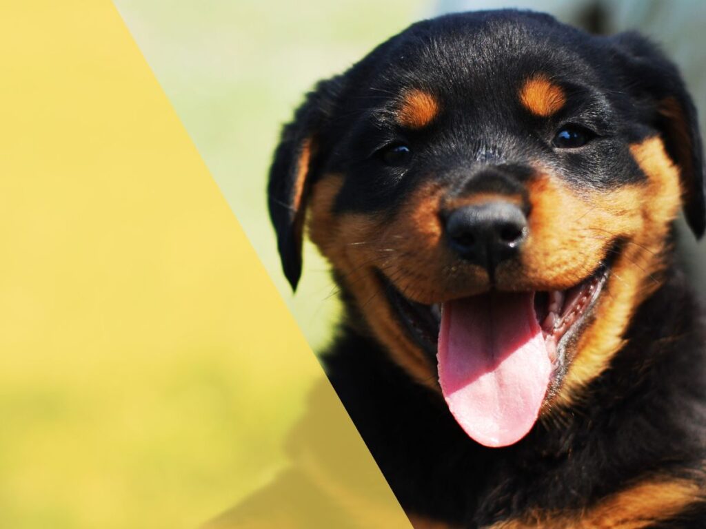 envoy air pet policy