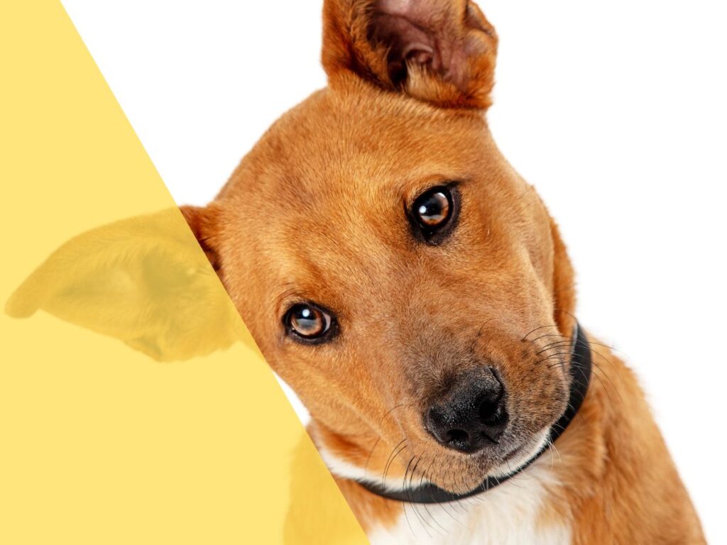 gol airlines pet policy