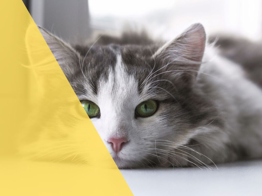 mesa airlines pet policy