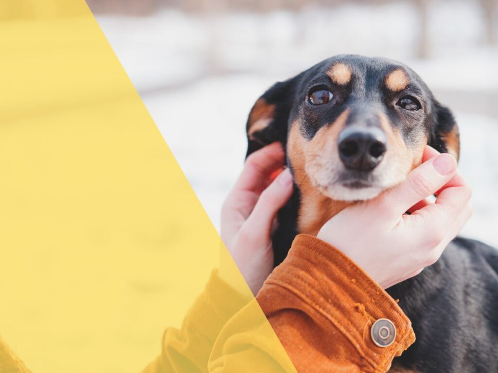 silver airways pet policy