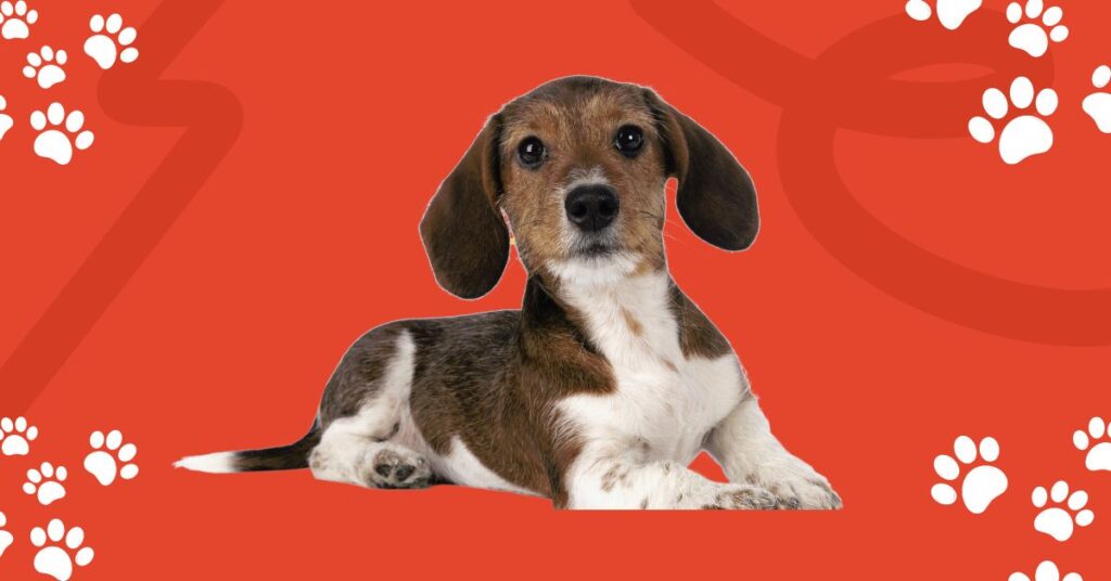 turkish airlines pet carrier size